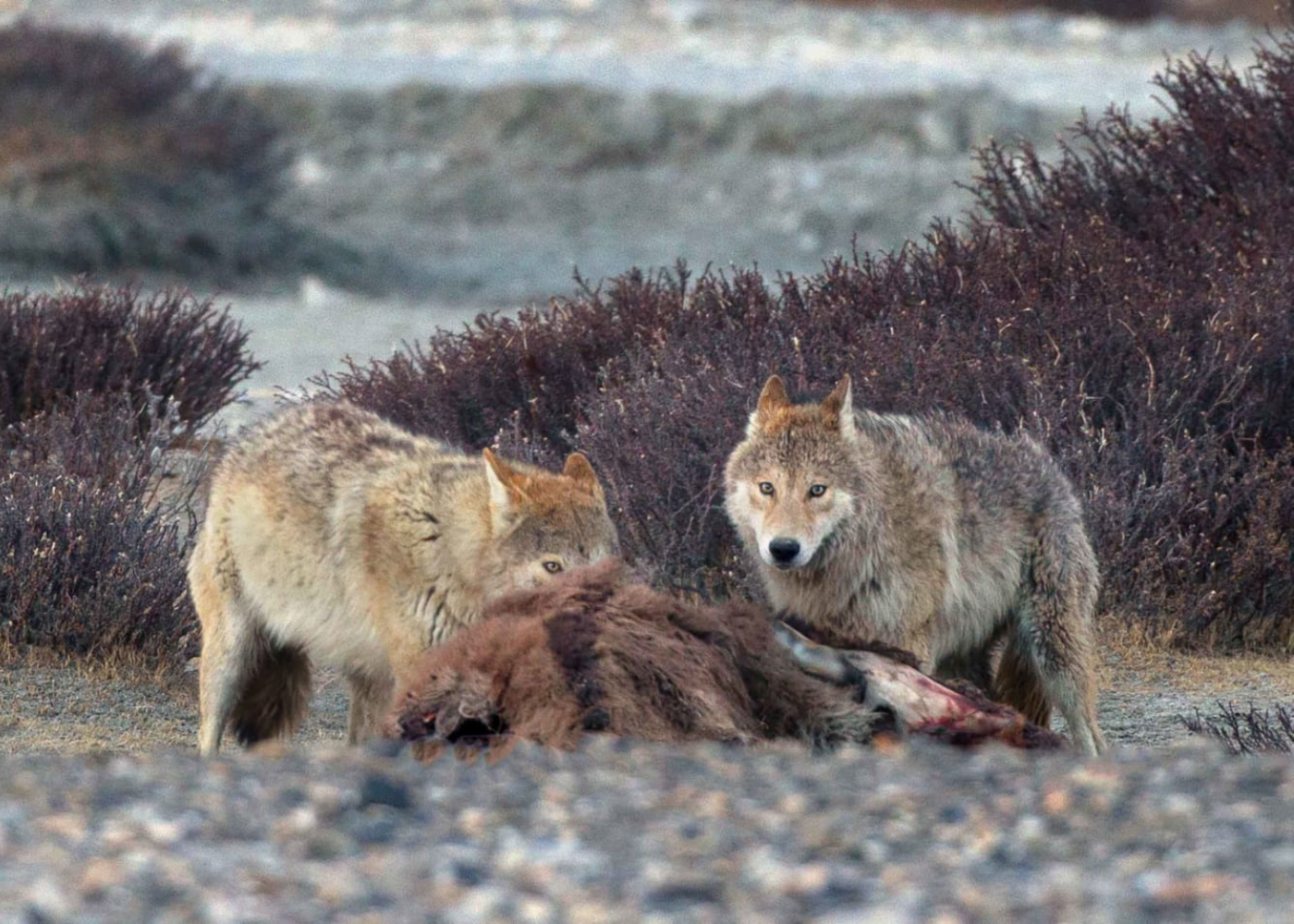 A Tibetan wolf feeding on its prey in the high-altitude landscape of Ladakh