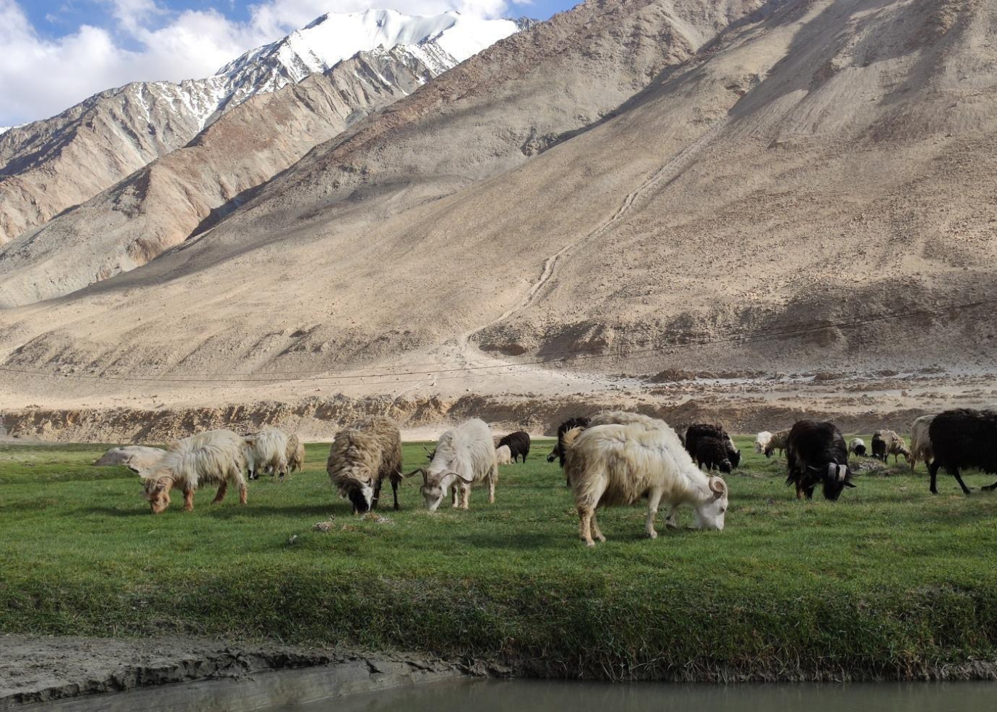 Pashmina goats grazing with local herders, a common prey of wolves in Ladakh