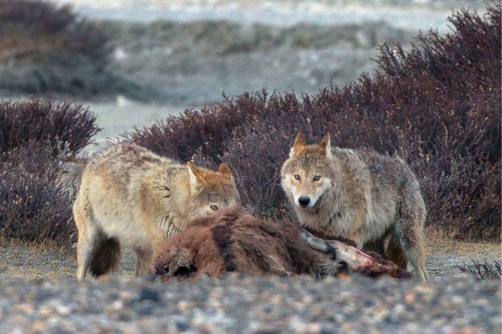 A Tibetan wolf feeding on its prey in the high-altitude landscape of Ladakh