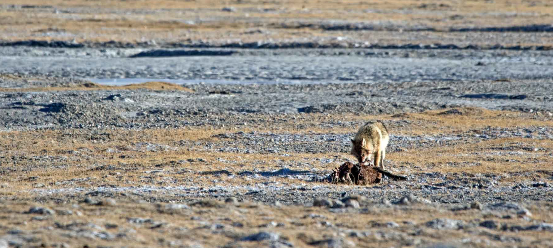 A Tibetan wolf in its natural habitat