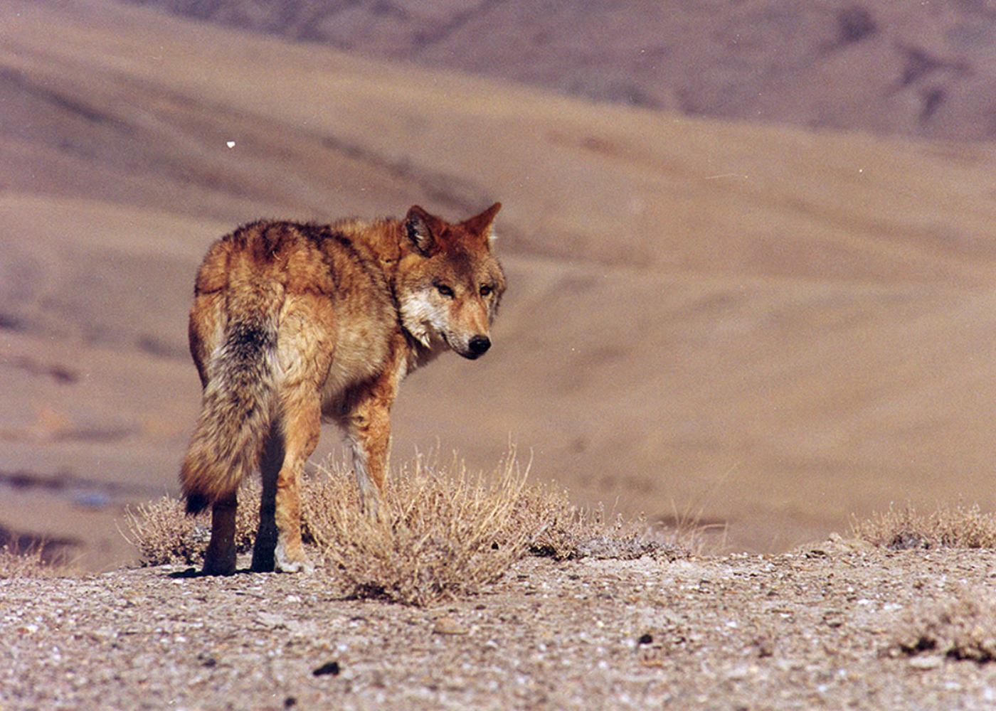 A Tibetan wolf in its natural habitat