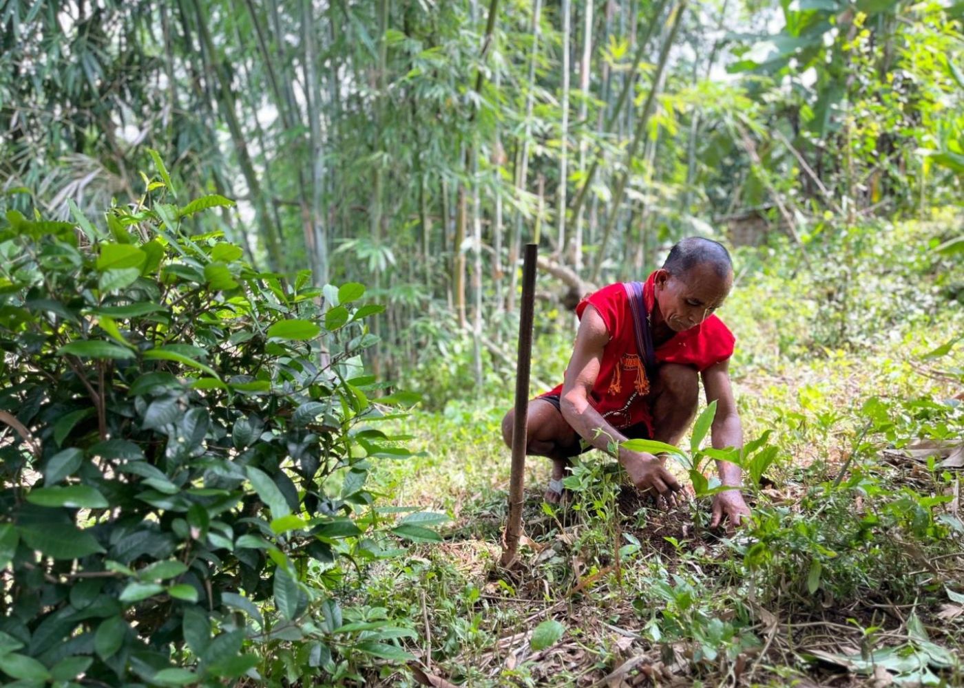 Replantation of Sacred Groves and creating Agroforestry Models